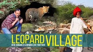 The Leopard Village | Bera | Rajasthan | Jawai Leopard Sanctuary