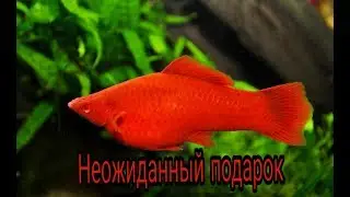 Неожиданный подарок
