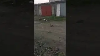 Утка врезалась в забор