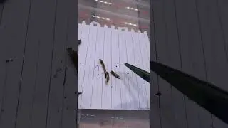 Черви съедают черенки гортензии. Что это? что делать?