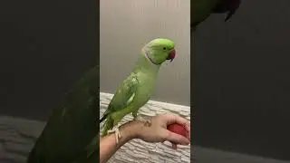Говорящий ожереловый попугай Ричи  линяет 