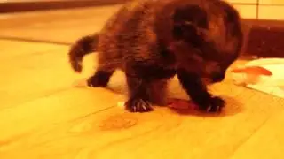 Маленькая кошка ест и злится