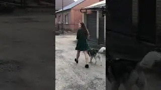 Боль всех собачников 😂😢 подписывайся в телеграм: 