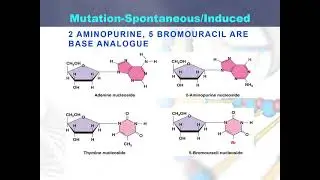 spontaneous and induced mutation