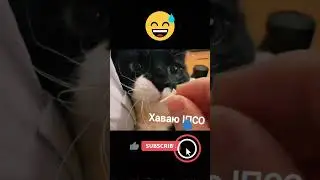ІПСО #shorts #short #youtubeshorts #shortvideo  #україна #гумор #приколы #юмор #cat  #ukraine #cats