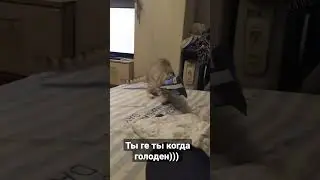ты не ты когда голоден)))