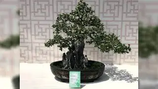 Bonsai Final