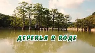 Кипарисовое озеро Сукко | Деревья в воде