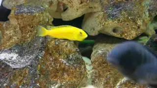 The little survivor