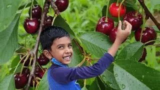 Cherry தோட்டம்|Cherry picking|Fun day vlog|Cherry jam|fruits jam|summer vlog|Galatta Family Canada