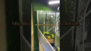 МЫ ВЫПУСТИЛИ МАЛЬКОВ! 🥹🐡 