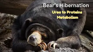 Bear's hibernation; Urine to Proteins