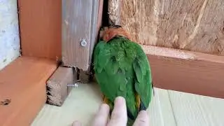 why you should NOT get parrots