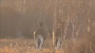 Рабочий солонец. Лоси. Солонец для копытных.