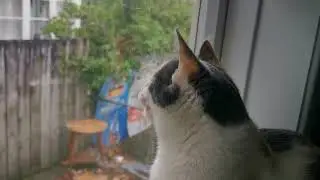 Kitten discovers how to chatter