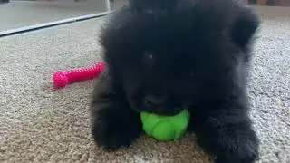 cute CHOW CHOW puppy loves playing with a ball!