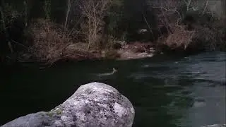 Corzo nadando por río a contracorriente Alecrin