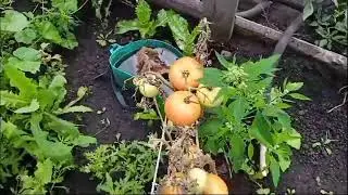 бесконечный дождь загубил весь урожай
