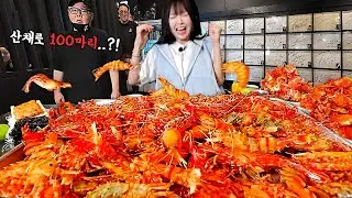 살아있는 독도새우 100마리 도전!👊 꽃새우 닭새우 먹방