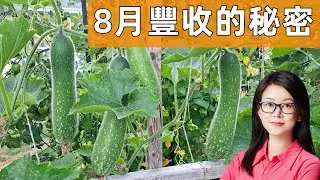 8月種這些菜, 既簡單又實惠, 產量太高啦! Grow these in August!