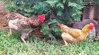 Happy day at the blue rooster.