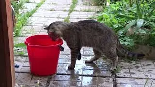 Кот и рыба )
