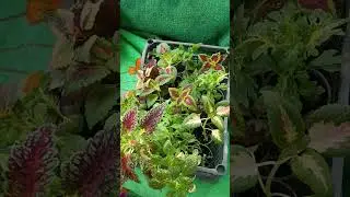 Подарок от души и для души. Спасибо Сергей. 