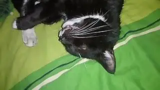 А как храпит ваш кот?