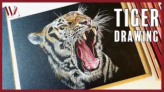 How to draw a Realistic Tiger using Color Pencils- Windy Shih