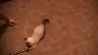 Котенок осваивает команду апорт.