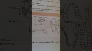 zoology drawing class 11