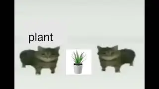 this is a plant
