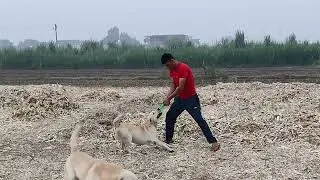 high drive dog vlog #vlog