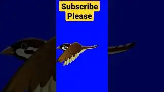 green screen bird flying
