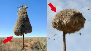 Оказывается, это не стог СЕНА на столбе, а настоящее ЧУДО природы! Самые редкие животные