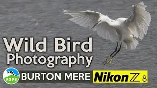 Birdwatching Bliss: A Day at RSPB Burton Mere with My Nikon Z8