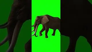 Elephants Walking green screen animation video 