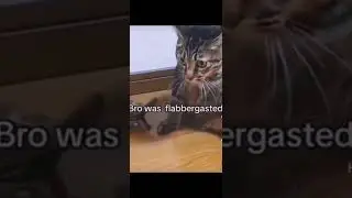 смешные ролики про животных