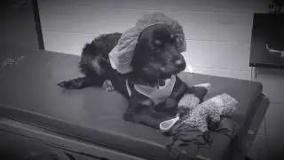 Puppy Surgery Show with Dr. Holiday