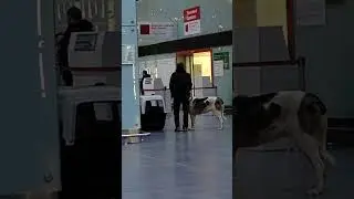 Верные друзья