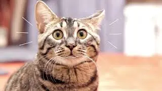 Hvorfor velge tabletter som parasittbehandling til katten din? 💊👅