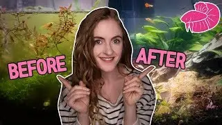 How I Fixed My Planted Vase Disaster - Nano Tank Aquascape Update