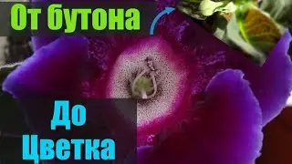 Цветение орхидеи и глоксинии, от бутона до цветка.