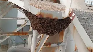Bee's on Board, Bee's Traveling by Sea. Sailing Bees. Shipping Bees, Unbelievable,  incredible