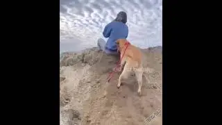 Собака решила сделать подкоп