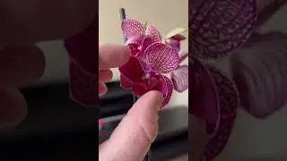 Пелор из Ярославля 