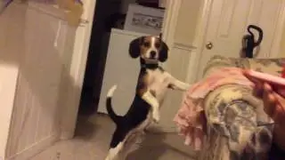 Beagle Howling
