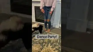 Bea the Havanese dancing dog!