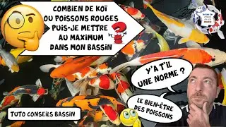 bassin nombre de poissons par m3 (tuto bassin) combien de poissons puis-je mettre dans mon bassin ?