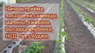 Начало приёма заказов на саженцы малины и ежевики